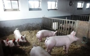 Schweine auf dem Guckertshof